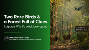 Two Rare Birds & a Forest Full of Clues Satpura’s Wildlife Week Unwrapped!