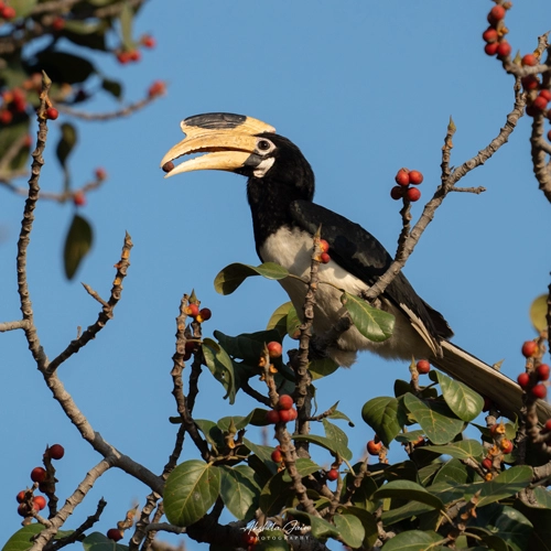 Activities in Pachmarhi