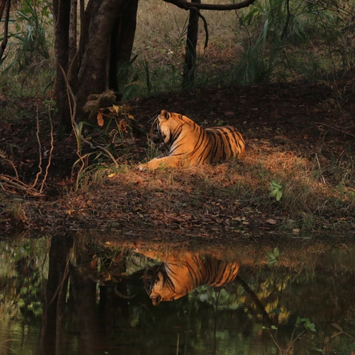 Madhai - Landscape Flora & Fauna 6 Tiger - resorts in madhai - hotels in madhai