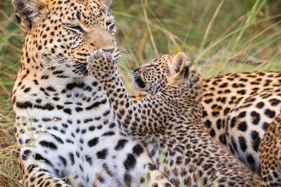 Madhai - Landscape Flora & Fauna 5 Cheetah 2 - resorts in madhai - hotels in madhai