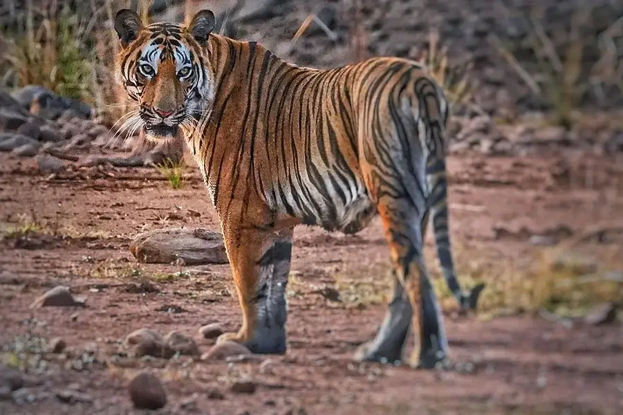 Madhai - Landscape Flora & Fauna 2 tiger - resorts in madhai - hotels in madhai