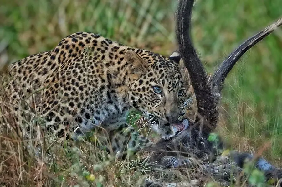 Madhai - Landscape Flora & Fauna 3 Cheetah - resorts in madhai - hotels in madhai