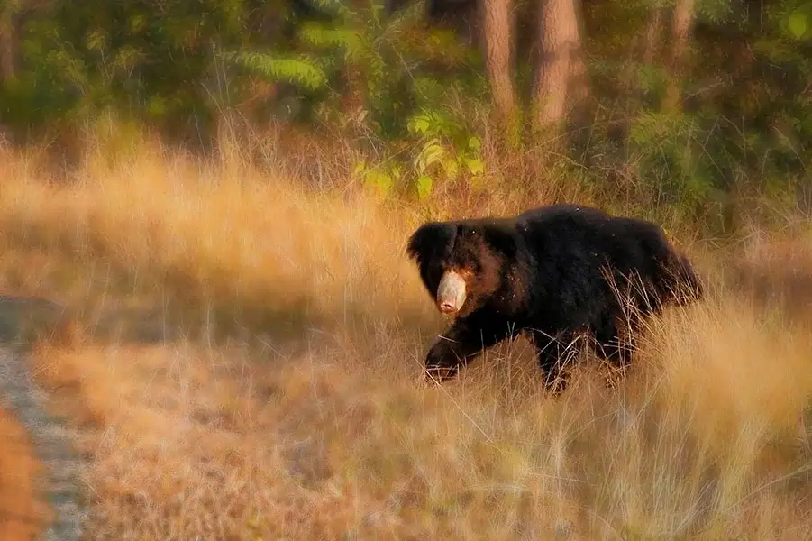 Madhai - Landscape Flora & Fauna 4 Bear - resorts in madhai - hotels in madhai