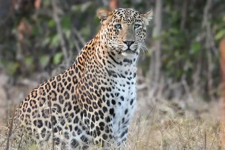 Madhai - Landscape Flora & Fauna 5 Cheetah 2 - resorts in madhai - hotels in madhai